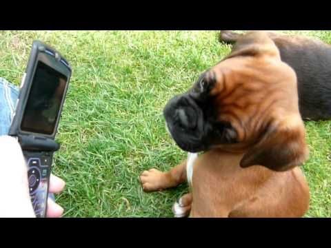 Boxer Puppy Reacting To Phone Ringtone Sooo Cute Viralpawz