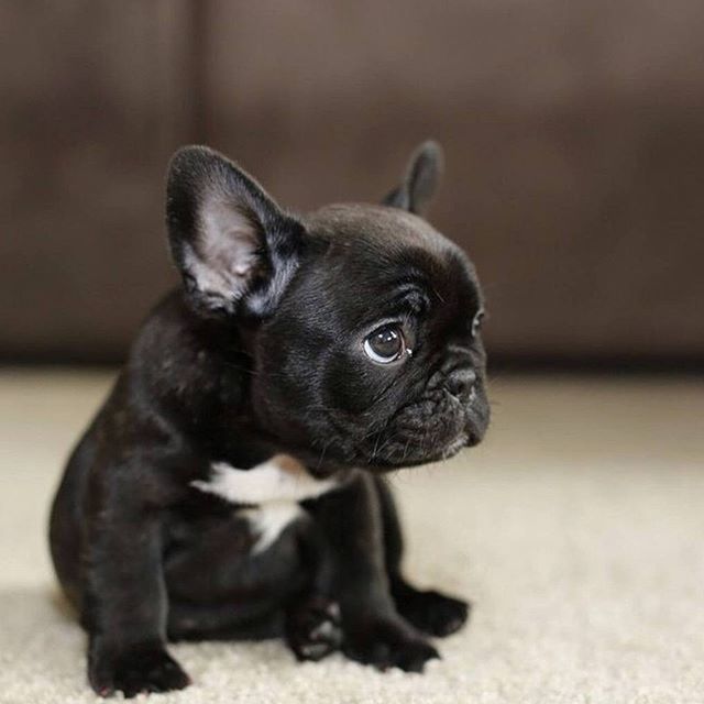 Please Forgive Me Somdrea Frenchiepup Ilovemyfrenchie