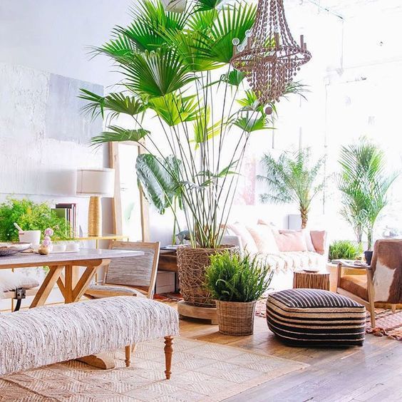 1092 best plantes de lintrrieur images on Pinterest - mini jardin japonais d interieur 1092 best plantes de lintrrieur images on Pinterest - mini jardin japonais d interieur