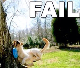 74 best fantastic fails images on pinterest funny animals 56051a32d910f299c428349ef77f3d63 frisbee fails 74 best fantastic fails images on pinterest funny animals