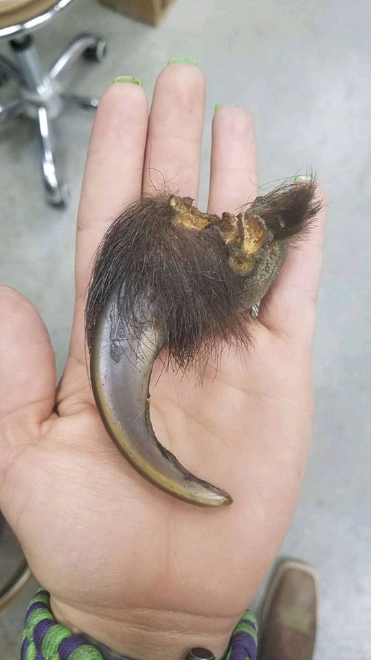 NAVAJO SHADOW BOX BEAR CLAW HEAD ベアー クロー ディズニープリンセスのベビーグッズも大集合 NAVAJO SHADOW BOX BEAR CLAW HEAD ベアー クロー ディズニープリンセスのベビーグッズも大集合