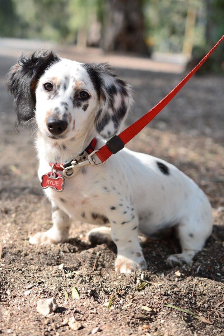 Rylie Long Haired Piebald Dachshund Dachshund Nghệ Thuật