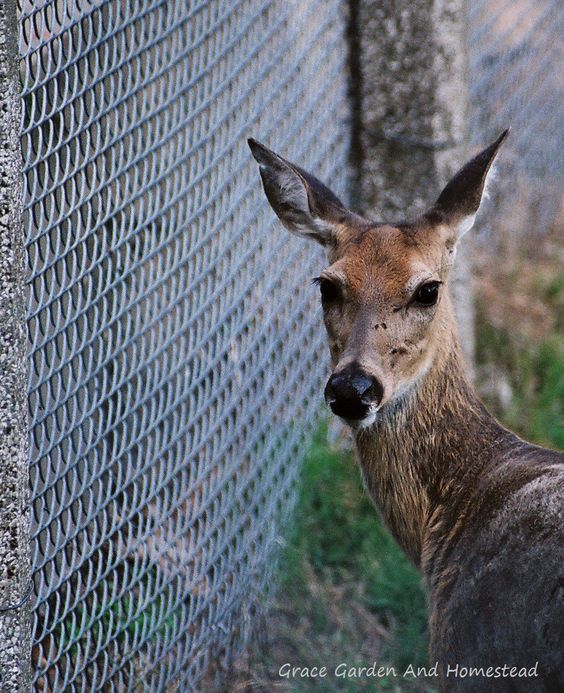 Garden Ideas To Keep Animals Out 94 best keeping deer out of garden images on pinterest | deer Garden Ideas To Keep Animals Out 94 best keeping deer out of garden images on pinterest | deer
