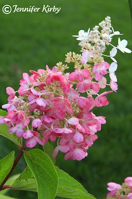 Flower Garden Ideas Minnesota 102 best garden-minnesota images on pinterest | minnesota, garden Flower Garden Ideas Minnesota 102 best garden-minnesota images on pinterest | minnesota, garden