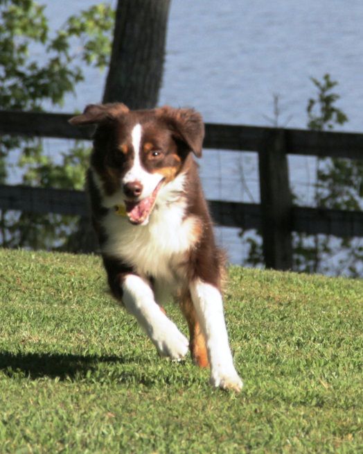 rockin b miniature australian shepherd 178 best australian shepherd images on pinterest australian rockin b miniature australian shepherd 178 best australian shepherd images on pinterest australian