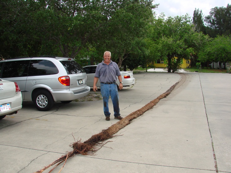 Monster Tree Service Sarasota