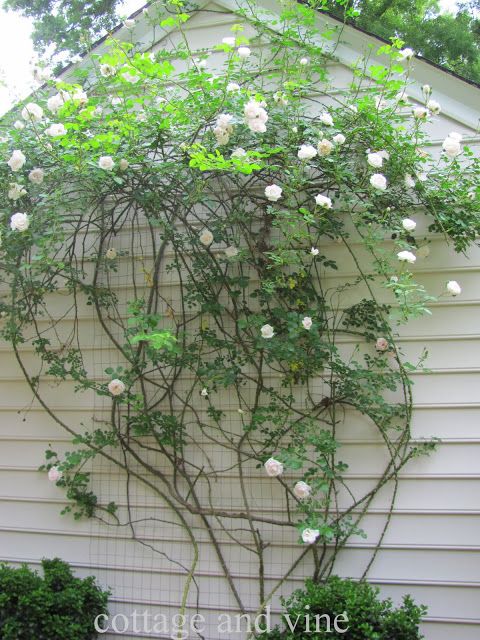 Flower Trellis Ideas Part - 16: DIY Trellis; Companion Photo From Cottage And Vine. I Could Do This On The