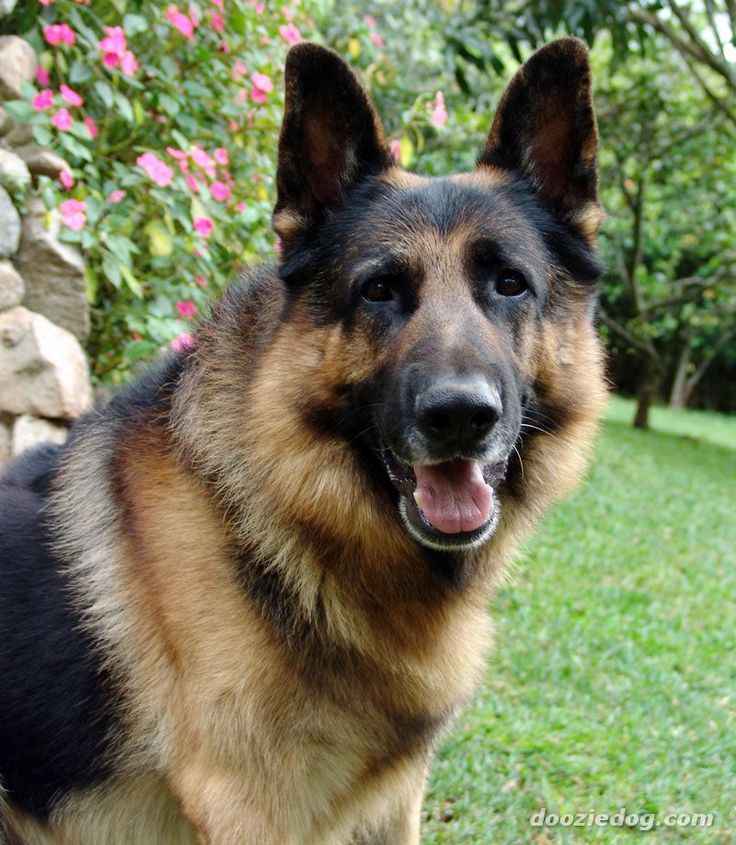10lbs adult dog breeds 10lbs adult dog breeds