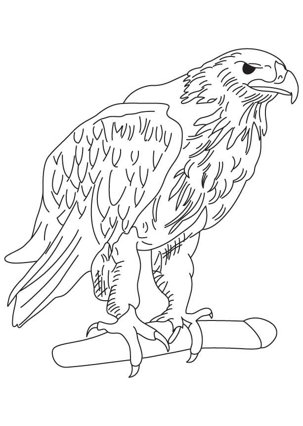 golden eagle coloring page hojas para colorearpginas para colorearguila