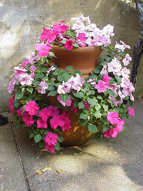 Potted Garden Flowers 34 best garden strawberry pots ♥ images on pinterest | gardening Potted Garden Flowers 34 best garden strawberry pots ♥ images on pinterest | gardening