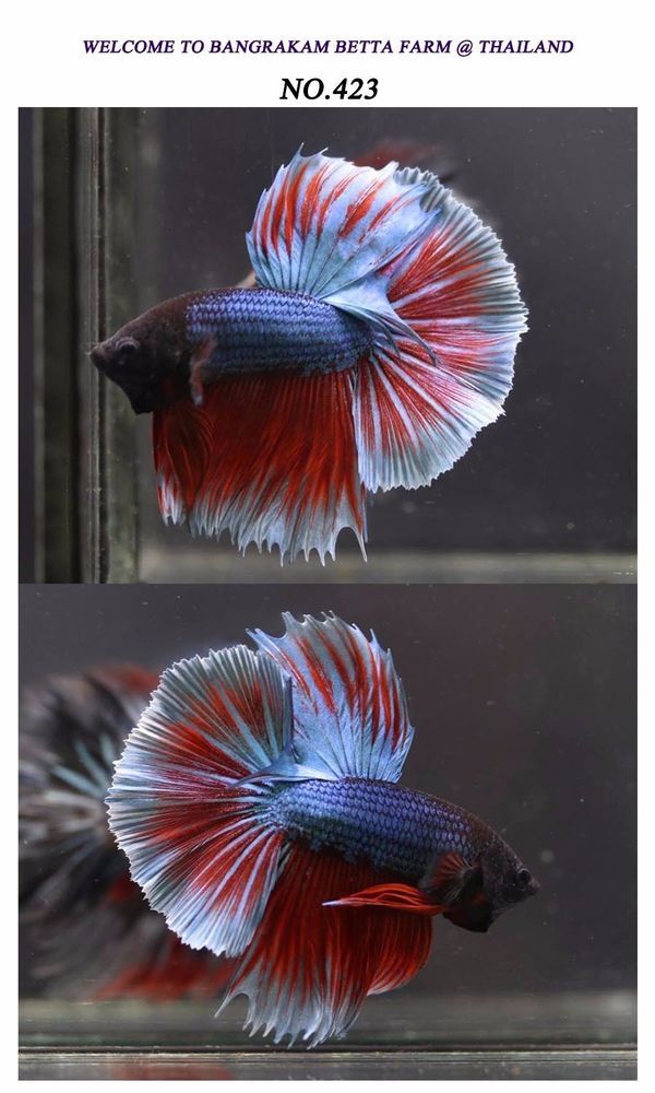 Pin Di Betta Fish