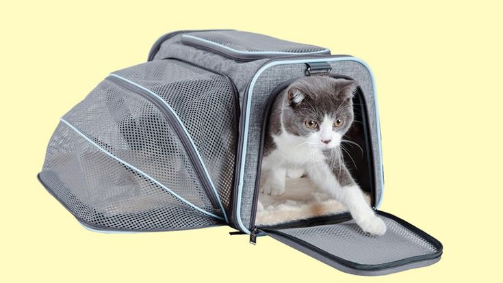 The 6 Best Airline Approved Cat Carriers Cat Backpack Carrier Cat The 6 Best Airline Approved Cat Carriers Cat Backpack Carrier Cat
