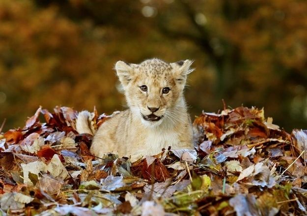 ライオン のアイデア 38 件 ライオン 動物 赤ちゃんライオン ライオン のアイデア 38 件 ライオン 動物 赤ちゃんライオン