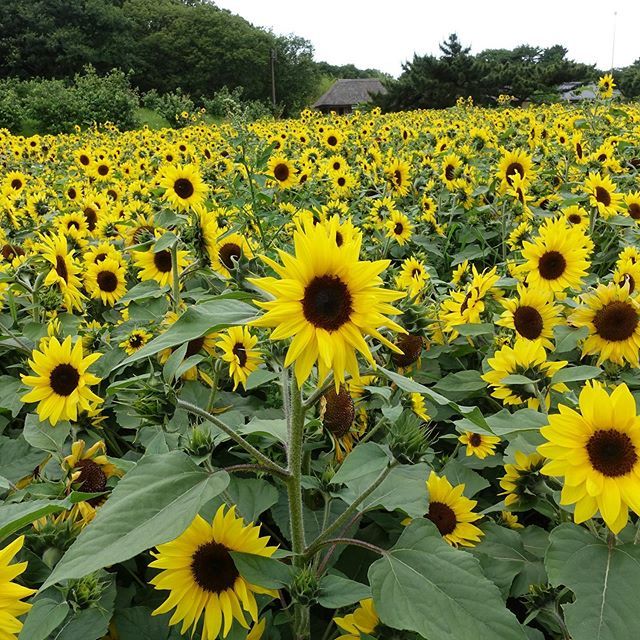 New The 10 Best Garden Ideas Today With Pictures ヒマワリ 国営ひたち海浜公園 花 ガーデニング Japan Flowers Plant Plantlovers Sunflower Instabotany 茨城 Garde Plants New The 10 Best Garden Ideas Today With Pictures ヒマワリ 国営ひたち海浜公園 花 ガーデニング Japan Flowers Plant Plantlovers Sunflower Instabotany 茨城 Garde Plants