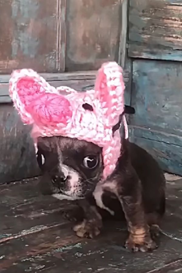 Stephany More Bulldog Puppies Every Dog Breed Dogs