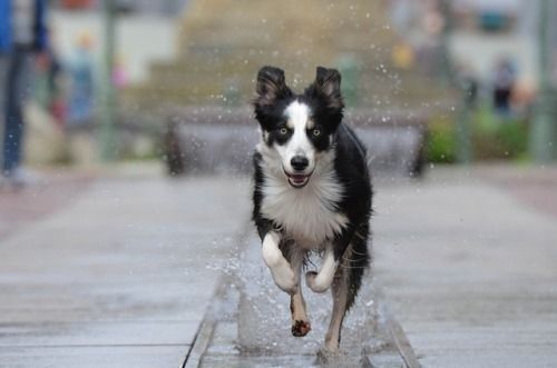 Bordercollie Colliepoint Dog Match Dogs Dog Water Fountain