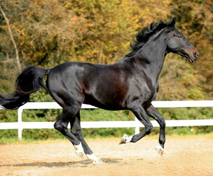 38 Best Hannoverian Horse Images On Pinterest Horses Pretty Magic Star Hessian Warmblood Now Possibly Called Hanoverian Since The Merger Beautiful