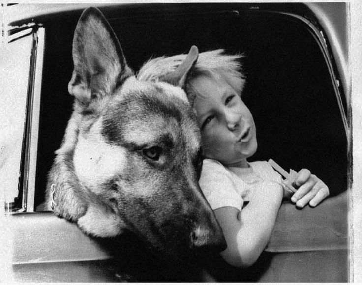 vintageborn Jay adams, Doberman love, German shepherd dogs vintageborn Jay adams, Doberman love, German shepherd dogs