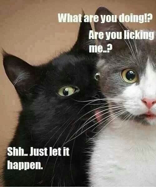 190 best cats images on pinterest kitty cats, funny animals and 577f6a737e2643bb74ef65471c28d7b3 funny stuff funny things 190 best cats images on pinterest kitty cats, funny animals and
