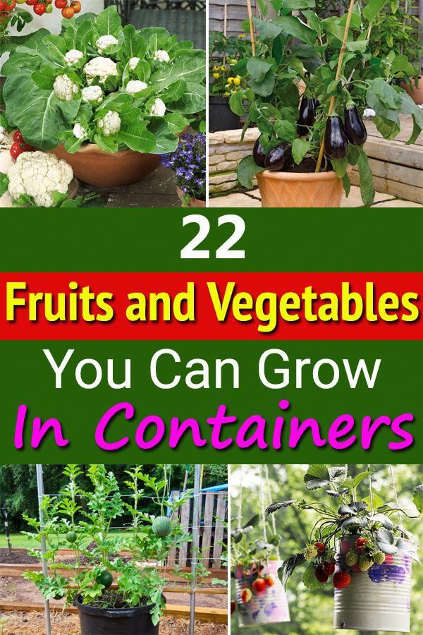 Container Gardening Ideas For Patio Containergardeningideas