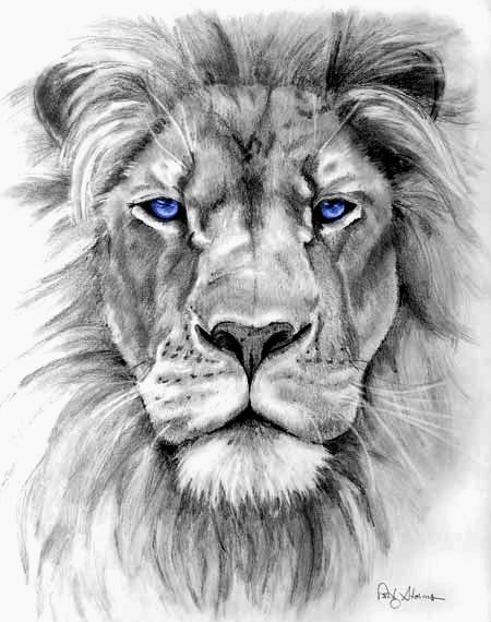 lion tattoos drawings