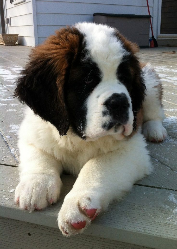bernard puppies best 25 bernard puppies ideas on st bernard dogs st bernard puppy bernard puppies best 25 bernard puppies ideas on st bernard dogs st bernard puppy