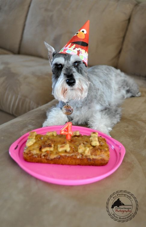 Homemade Dog Treats Cakes Homemade Dog Treats Cakes