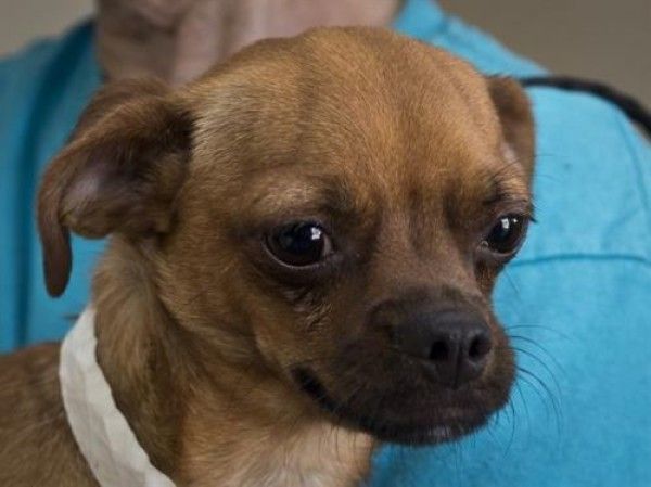 Chihuahua And Mixed Breed Mixed Dog For Adoption In Ojai