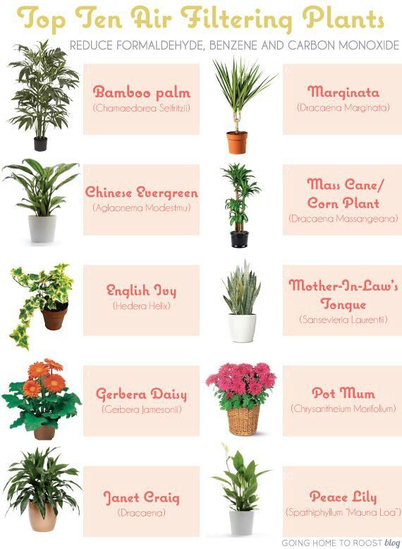 411 best houseplants i love images on pinterest | plants, indoor 411 best houseplants i love images on pinterest | plants, indoor