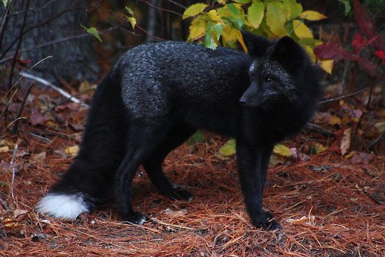 a black and white wolf standing in the woods next to some trees with yellow leaves