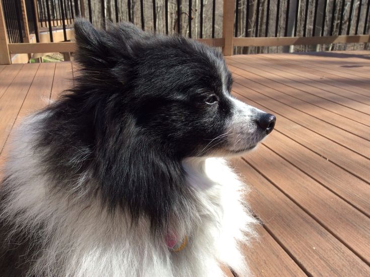 Small Dog Rescue Tallahassee Small Dog Rescue Tallahassee