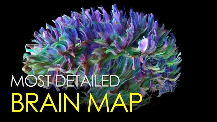The most detailed map of the brain - 5884eeb02db36e22a0c1311a3848d7a6