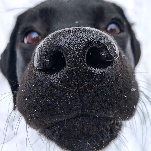 click to see you more | Animal noses, Dog nose, Black labrador retriever