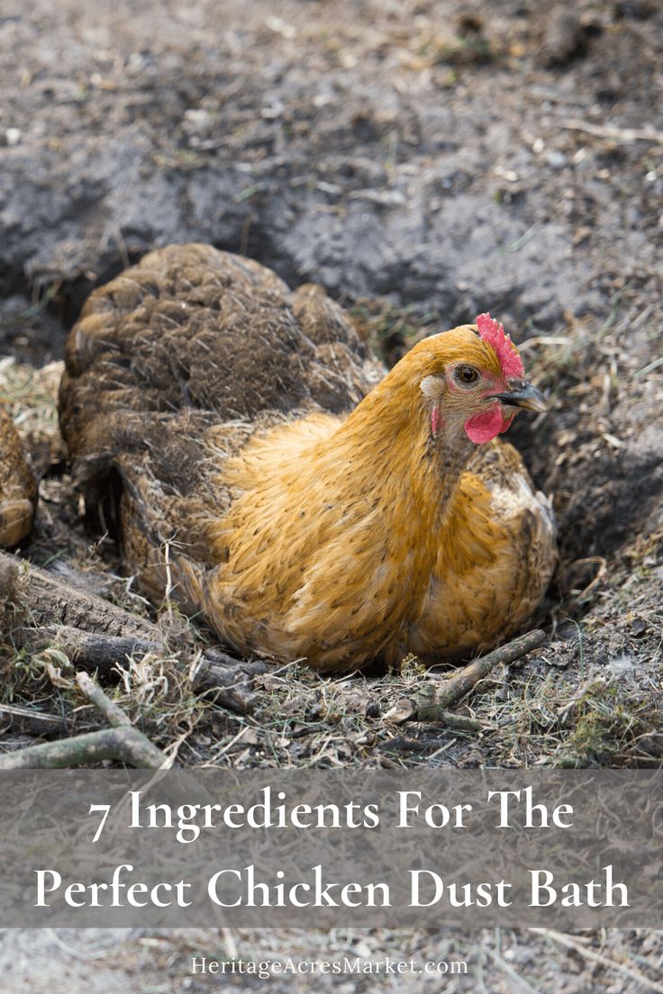 Best dust bath for chickens