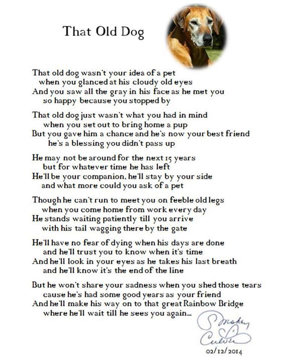 That Old Dog Poem By Smokey Culver Dog Poems Old Dog Quotes that-old-dog-poem-by-smokey-culver-dog-poems-old-dog-quotes