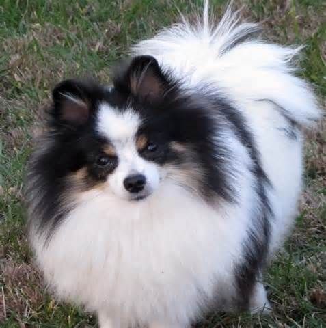 tri colored pomeranian 1366 best pomeranians images on pomeranians pom poms and puppies tri colored pomeranian 1366 best pomeranians images on pomeranians pom poms and puppies
