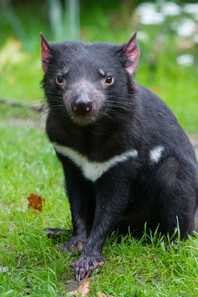 Rare animals rarely seen - Sandpoint Magazine Wolverine animal, Rare animals, An