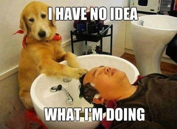 141 best dog memes images on pinterest animals, funny animals 58d26dbcc23628f14bfff9cb9cf9ff70 funny dogs funny animals 141 best dog memes images on pinterest animals, funny animals,Dog Funny Meme
