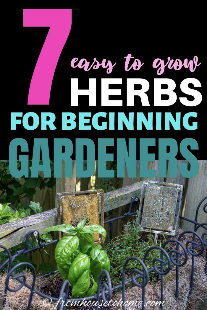 Pin On Herb Garden - Best Herb Gardening Books For Beginners Pin On Herb Garden - Best Herb Gardening Books For Beginners