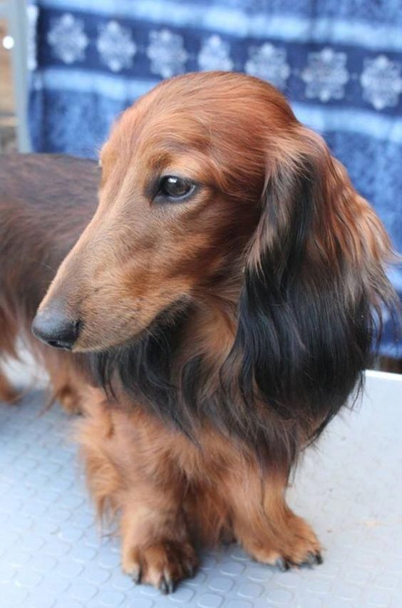 More About The Smart Daschund Temperament Daschundmom Daschund