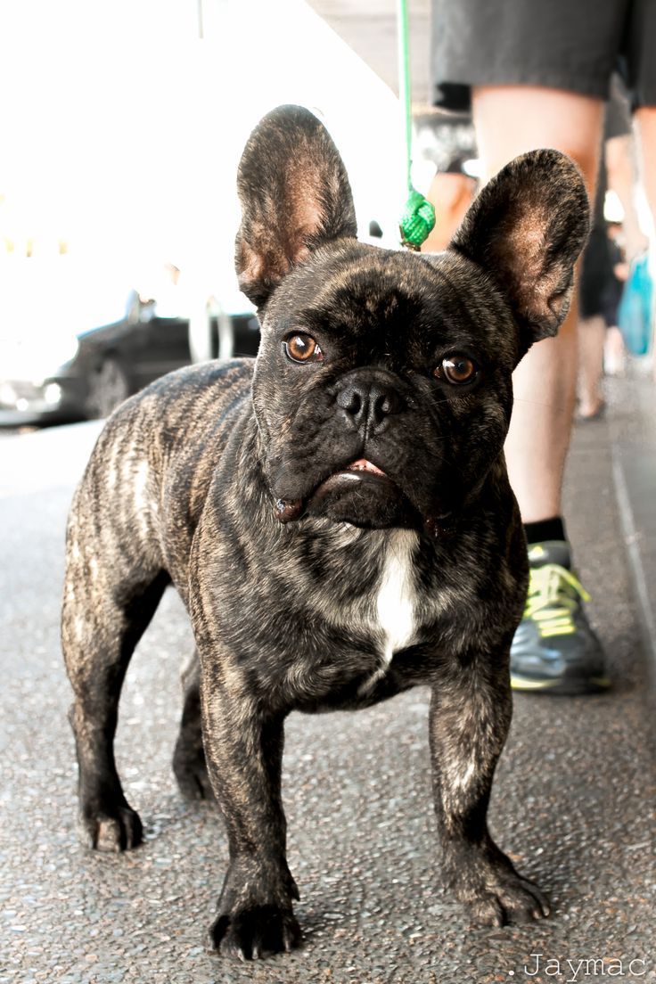 Brindle French Bulldog Perfection Brindle French Bulldog