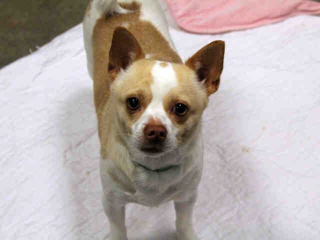 Petharbor Com Animal Shelter Adopt A Pet Dogs Cats Puppies