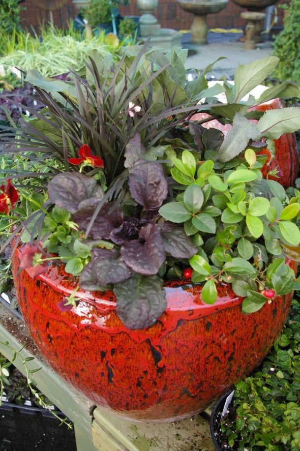 148 best GARDEN CONTAINERS images on Pinterest Container garden Matching Plants to Container Winter Container Idea Pike Nurseries