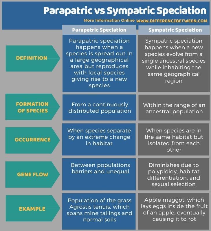 Parapatric Vs Sympatric Speciation Tabular Form Hyoscine parapatric-vs-sympatric-speciation-tabular-form-hyoscine