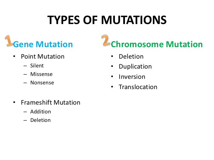 homework 12 4 12 8 becker science types of mutations