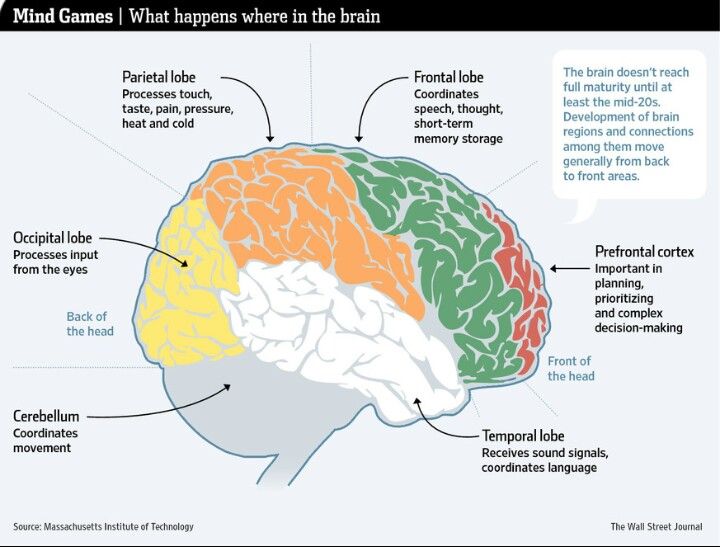 Development of the Brain | Emerging adulthood, Development, Brain cortex