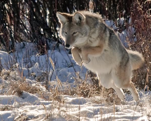 Wolf jump Wolf photos, Wolf dog, Wolf husky