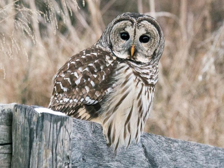 North American Owls Barred owl Owl photos Horned owl