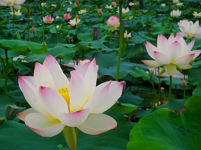 ヤマサ蒲鉾株式会社 ヤマサ蓮の花19 19年6月1日7月31日 19年7月7日撮影 Yamasa Kamaboko Co Ltd Lotus Flowers At Yamasa Kamaboko 19 June 1 July 31 19 Plants Instagram Lotus ヤマサ蒲鉾株式会社 ヤマサ蓮の花19 19年6月1日7月31日 19年7月7日撮影 Yamasa Kamaboko Co Ltd Lotus Flowers At Yamasa Kamaboko 19 June 1 July 31 19 Plants Instagram Lotus