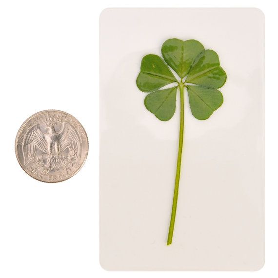 5 Leaf Clover Gifts  Merchandise for Sale  Redbubble